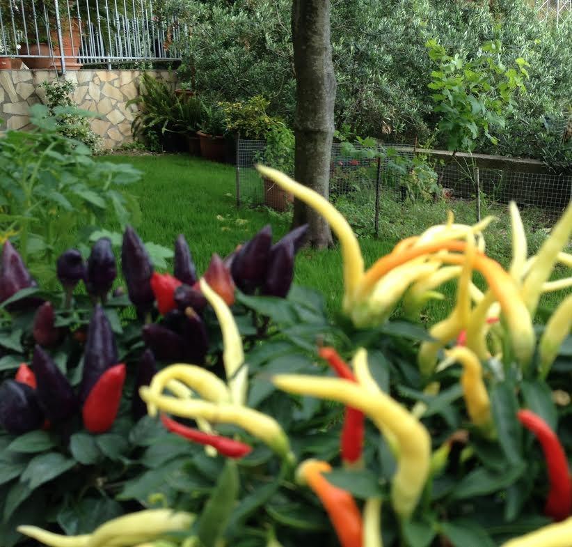 B&B Dei Fiori プラーイア・ア・マーレ エクステリア 写真